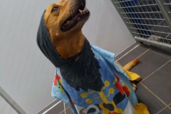 pkdog2